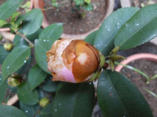 茶花开花后花瓣变软,为何茶花花瓣发黄