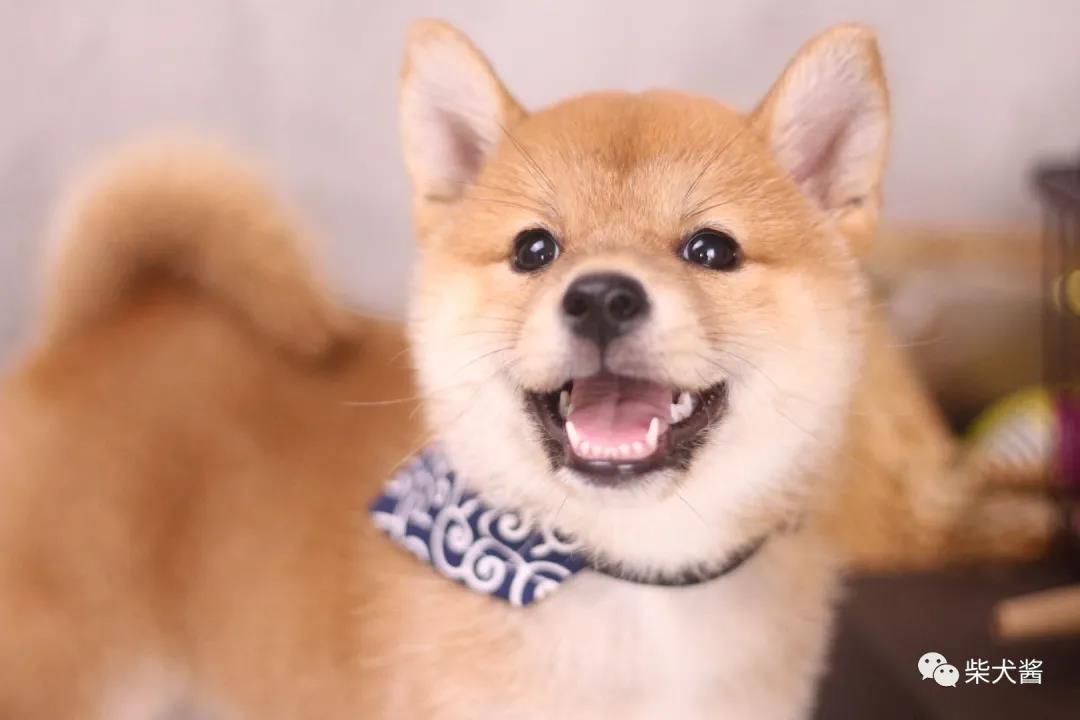 柴犬玩具千千万！如何挑选柴犬喜欢的玩具防止拆家？