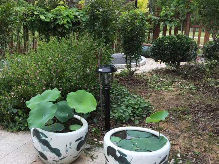 一楼蚊子特别多怎么除蚊子,一楼下水道蚊子怎么消除