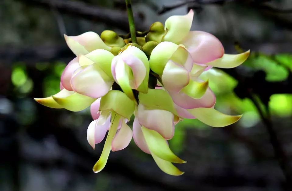 千张牛鱼嘴门票免费送！这个三月一起赏禾雀花吧！