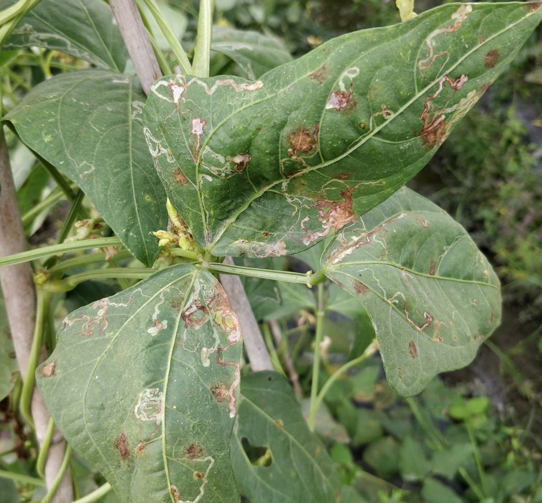 豆角斑潜蝇怎么彻底消灭,豇豆肥害怎么挽救