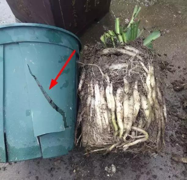 绿萝吊兰爱“吃土”,2年盆土“吃光光”,说啥也要换土!