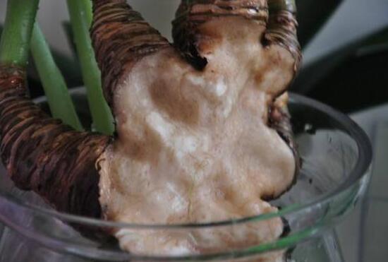 滴水观音烂根处理方法图解,滴水观音烂根了要怎么处理