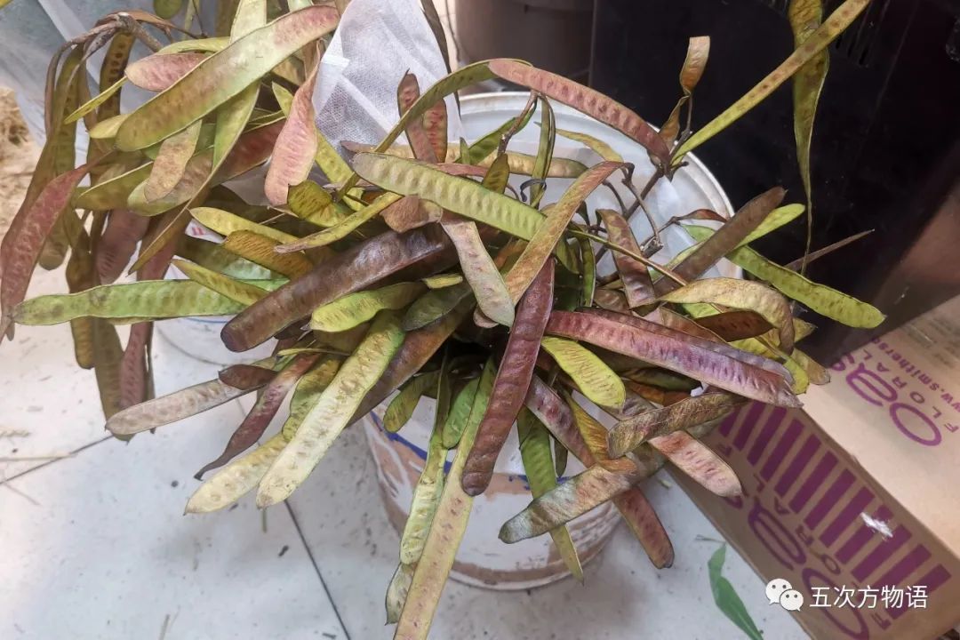 鲜切花都有哪些品牌,花卉市场买的月季不知道品种