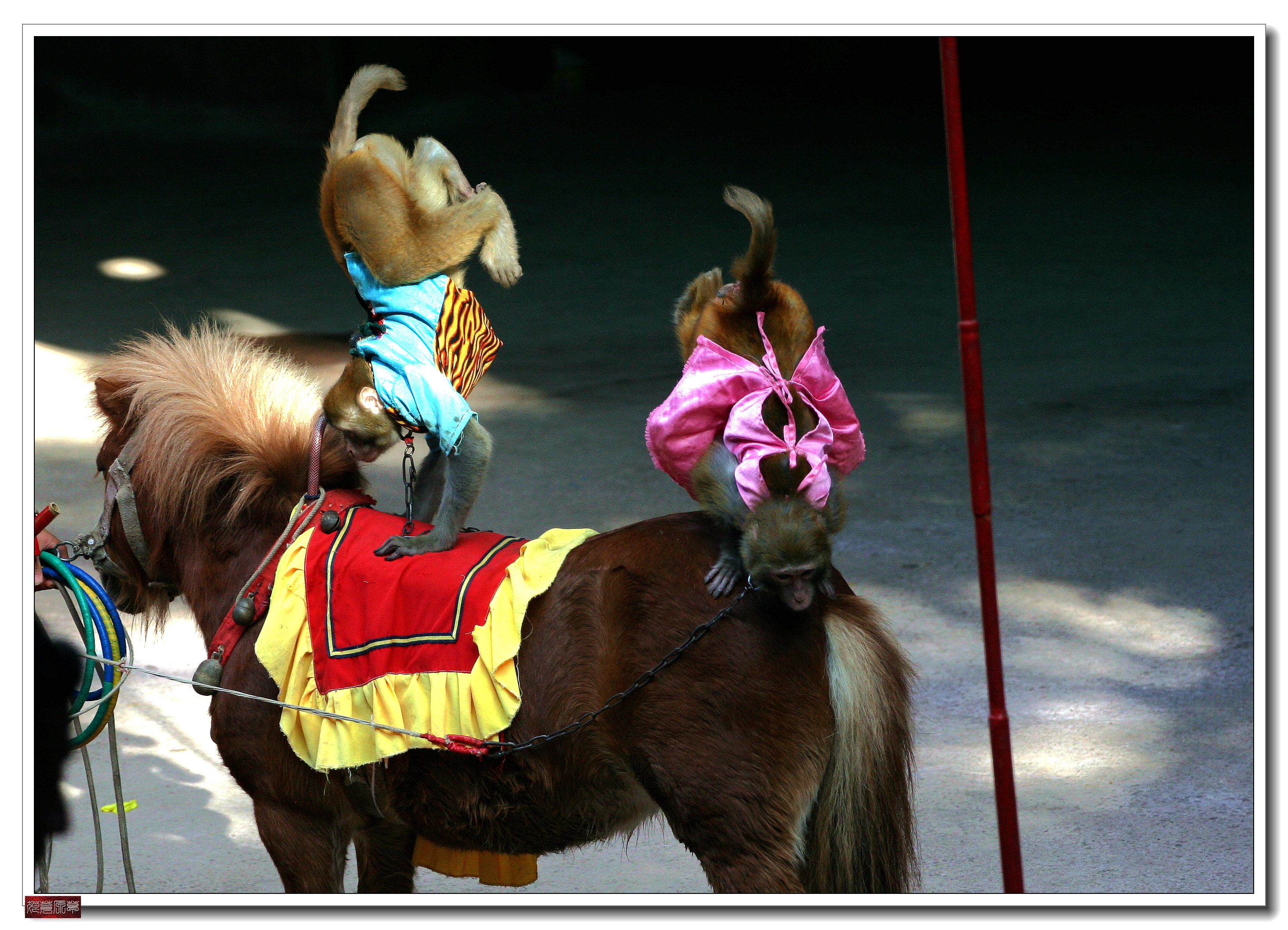 南湾猴岛猕猴王国,猕猴乐园南湾猴岛