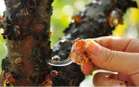 保健品*局骗**从冬虫夏草到壳寡糖、酵素、松花粉、灵芝粉，再到桃胶