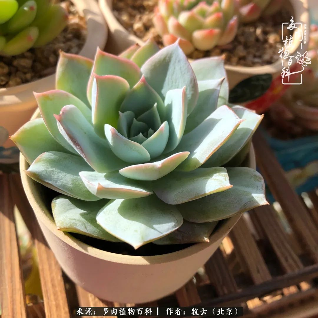 多肉植物生活,多肉生活充满诗意