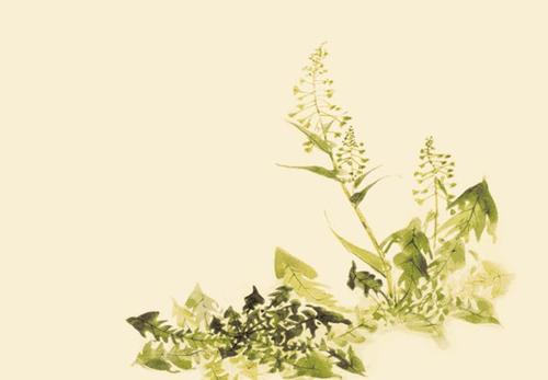 为孩子每天读一点国学，《诗经·国风·周南·桃夭》赏析