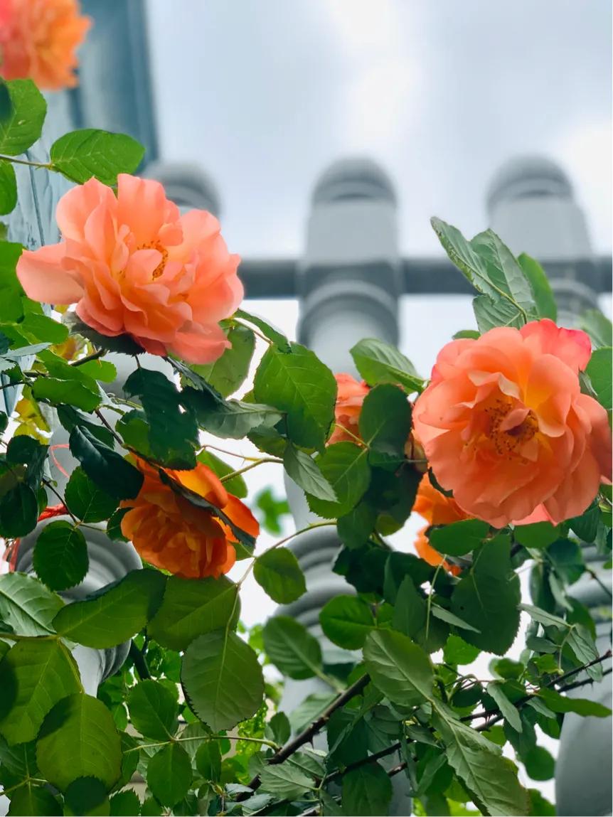 七律谷雨时节,七律谷雨时节平水韵