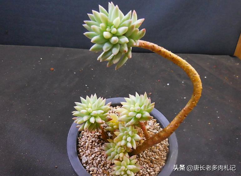 多肉千佛手小老桩,多肉千佛手老桩