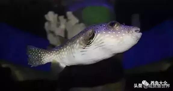 古人养鱼有哪些禁忌,古人是怎么养鱼的