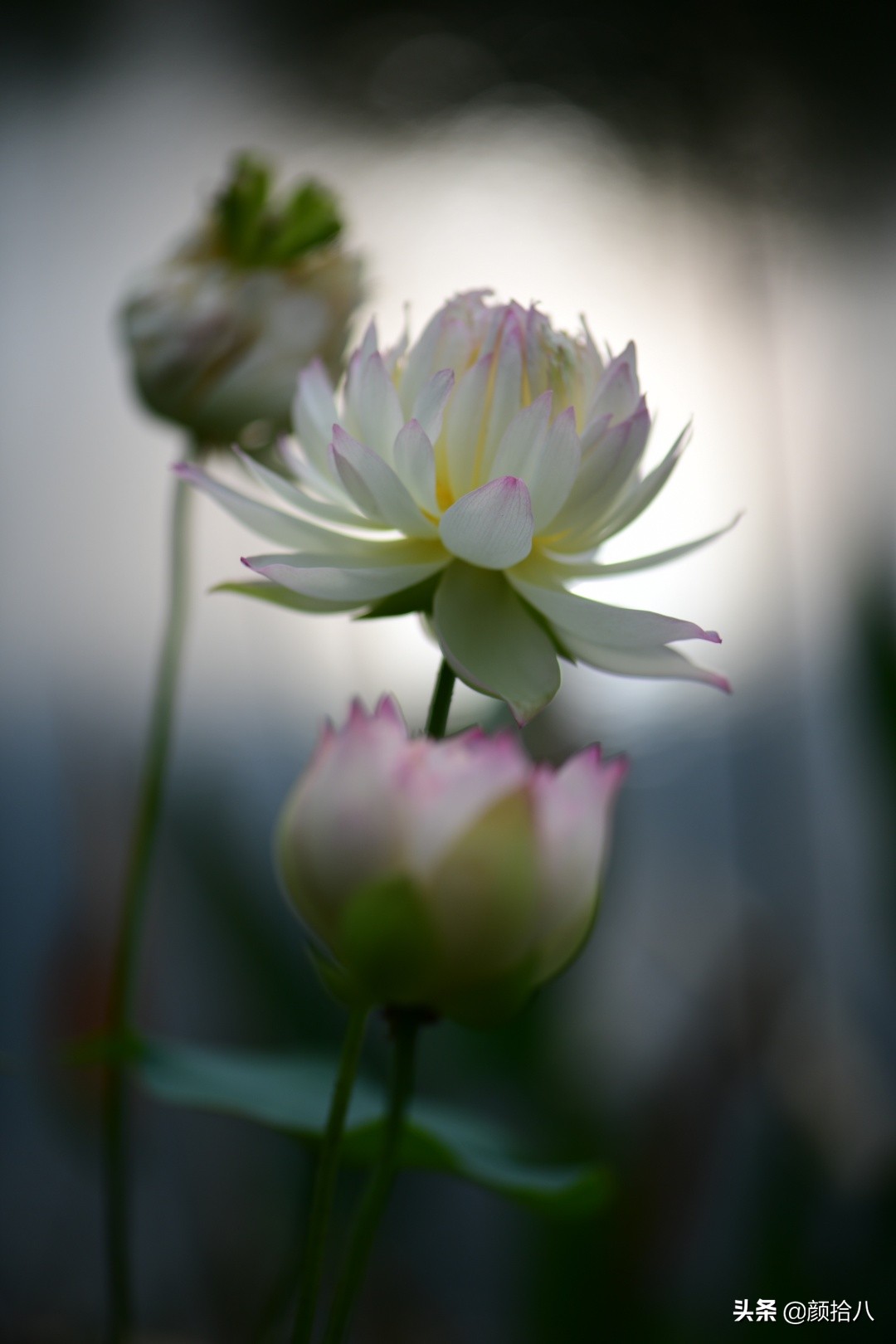 碗莲种藕生长到开花全过程,碗莲种藕到开花的过程