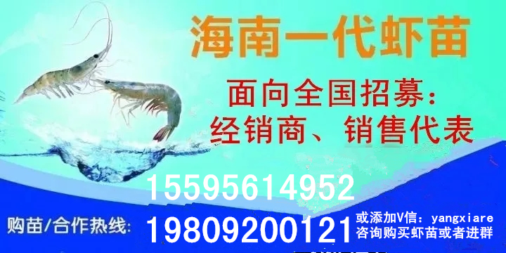 虾蟹塘蓝藻怎么办,蓝藻水养虾