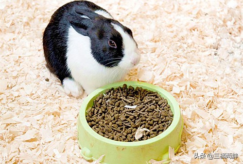 侏儒兔每天吃多少兔粮,侏儒兔为什么要吃兔粮