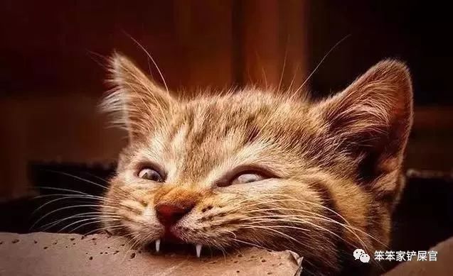 猫异食癖啃纸箱,猫咪喜欢吃塑料袋是缺啥