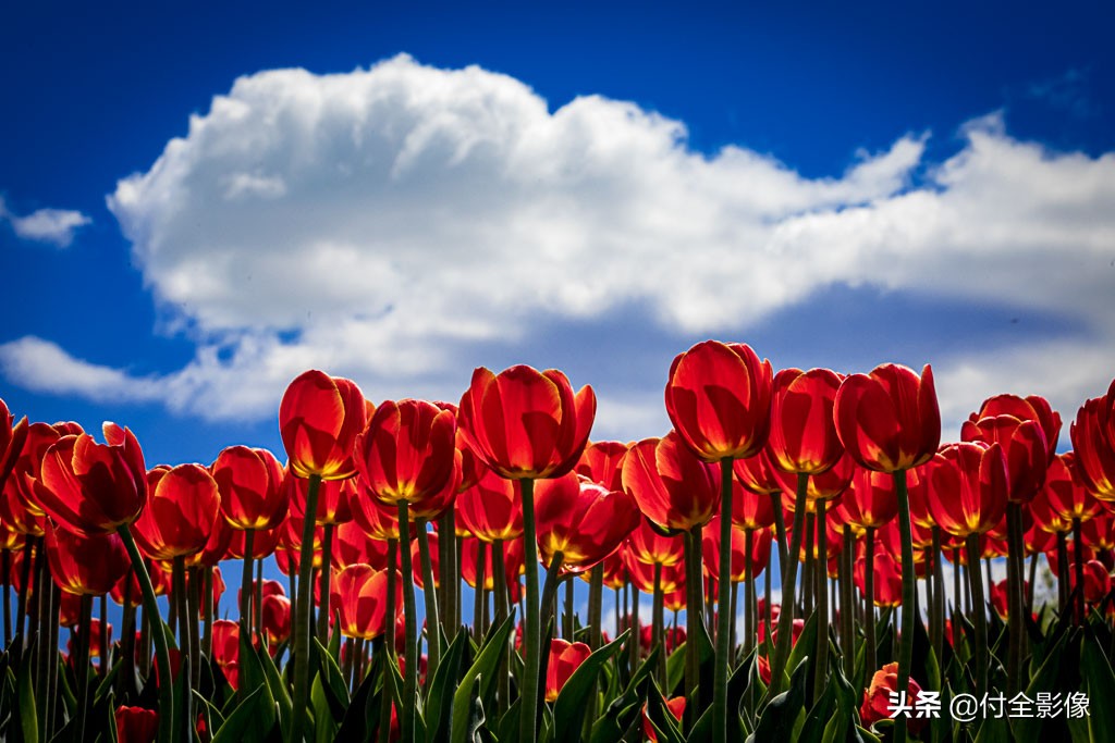 北京国际鲜花港门票优惠,北京国际鲜花港夏天