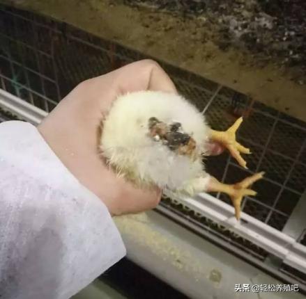 鸡拉白屎是什么原因用什么药,成年鸡拉白屎怎么快速治愈土方法