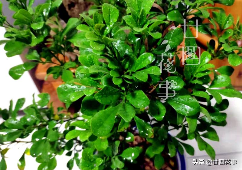 米兰冬季养护注意事项,米兰的冬季养护方法与要点