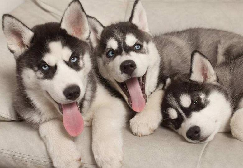 哈士奇毛发粗糙,哈士奇毛发会不会变黑