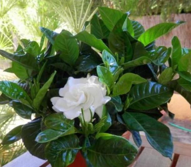 养花土壤碱大怎么弄,家里养花用水碱性太大了怎么办