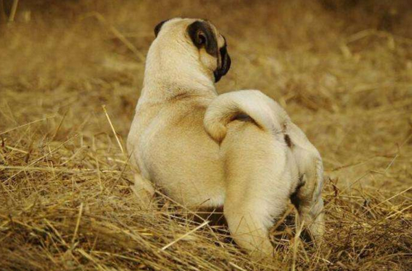 巴哥犬体味大,金毛犬和巴哥犬哪个体味更重