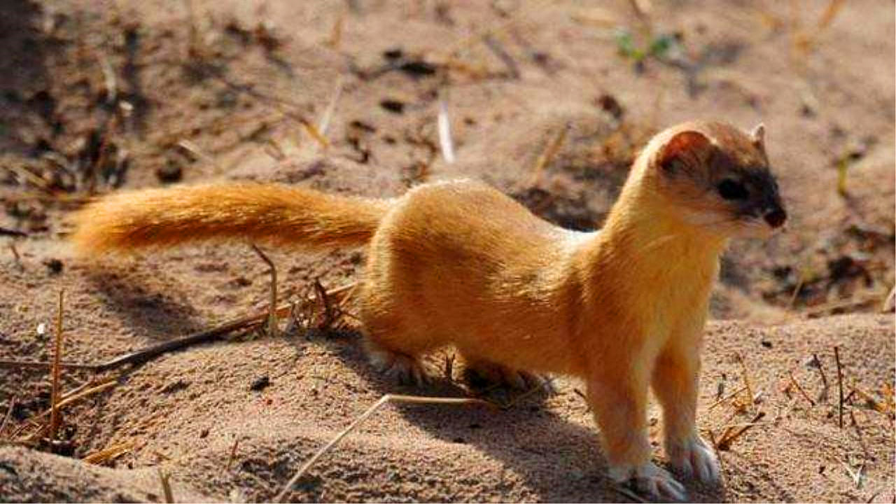 黄鼠狼全身是宝为何无人敢养殖,黄鼠狼浑身都是宝为何无人养殖