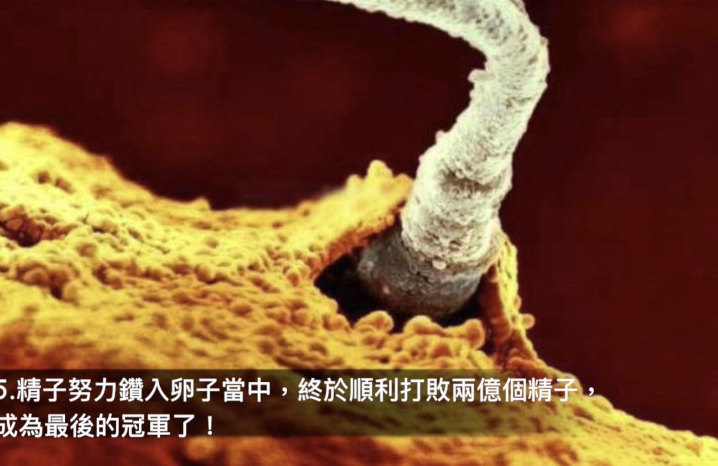 胎儿1-40周发育过程图高清纪录片,1-40周胎儿发育注意事项