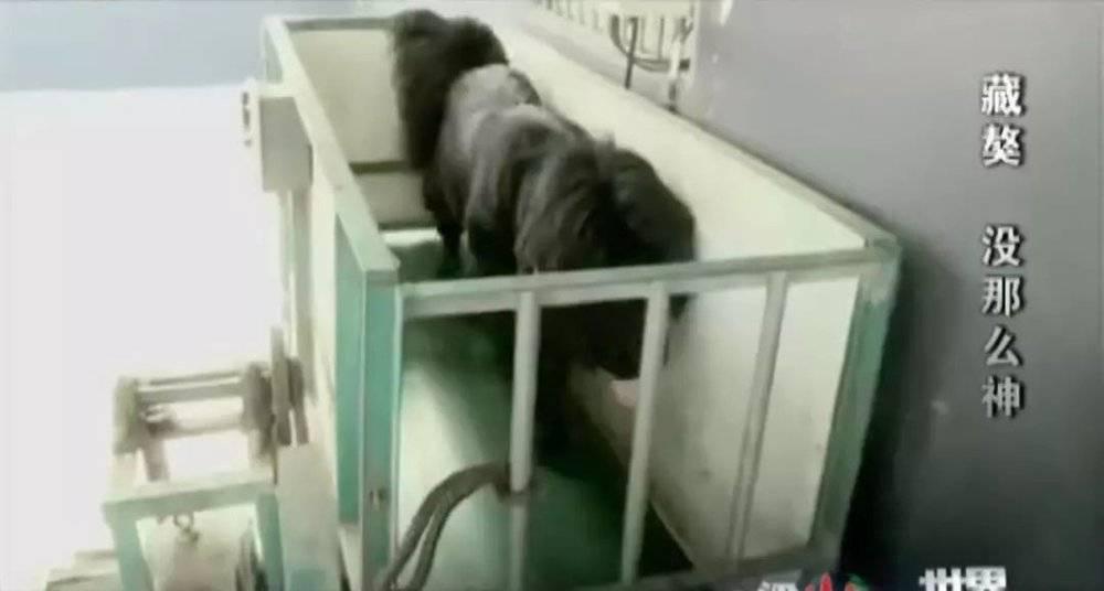 藏獒从东方神犬到无人问津,藏獒泡沫破灭