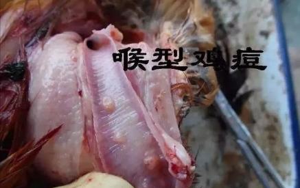 鸡长鸡痘怎么治疗最快,鸡痘和鸡喉痘的区别