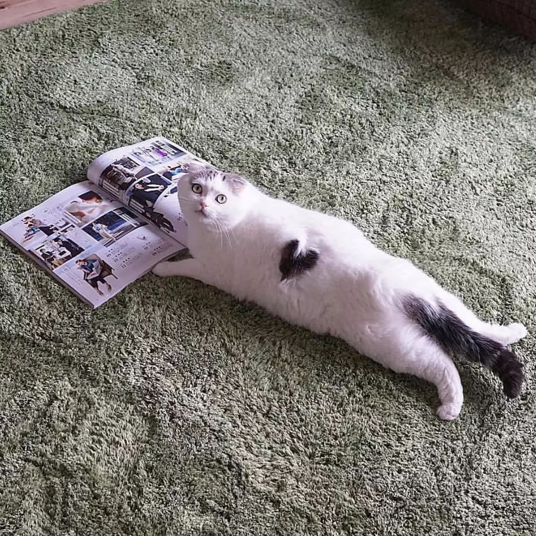 猫是液体的证据找到了吗,猫难道真的是液体吗