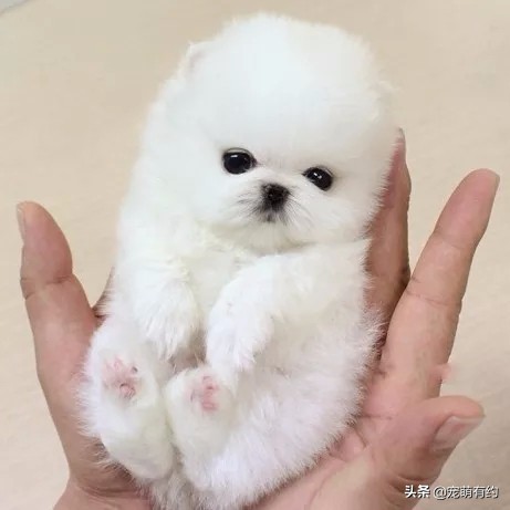 养茶杯犬需要注意什么,养茶杯犬需要注意的事项