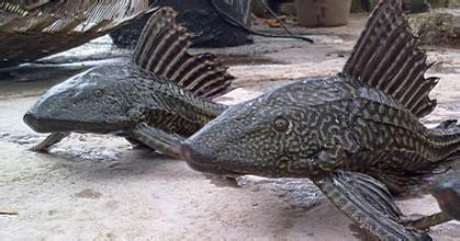 冬天不加温不打氧冻不死的观赏鱼,养不死的观赏鱼图片及名称价格表