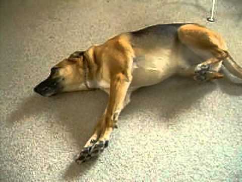 什么会导致癫痫狗狗频繁发病,癫痫狗狗饮食注意什么