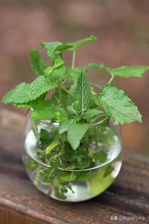 薄荷水培扦插什么时间最好,水培薄荷枝条疯长要不要剪了