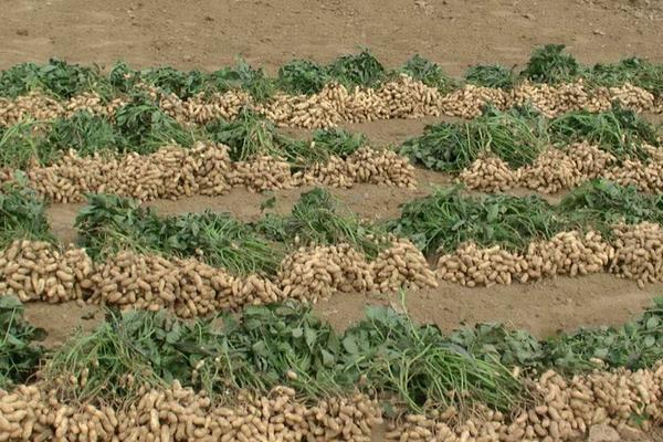 七彩花生和黑花生哪个营养价值高,七彩花生和普通花生的区别是什么