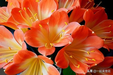 君子兰冬天养护方法及注意事项,君子兰受冻叶子蔫了