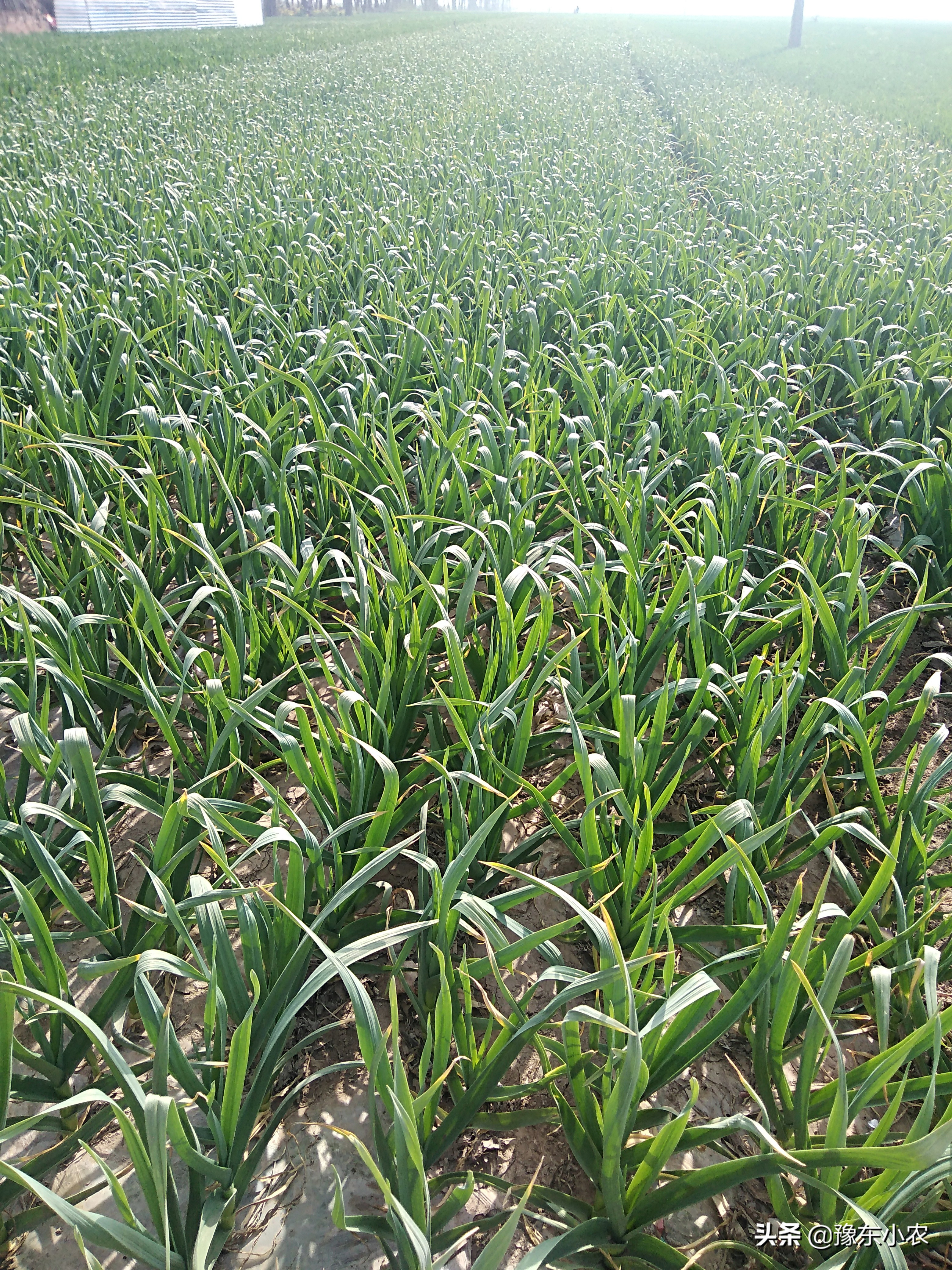大蒜返青期根部病害,大蒜出芽后苗黄苗弱