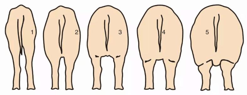 如何提高一胎母猪采食量,母猪产后饲喂量怎么掌握