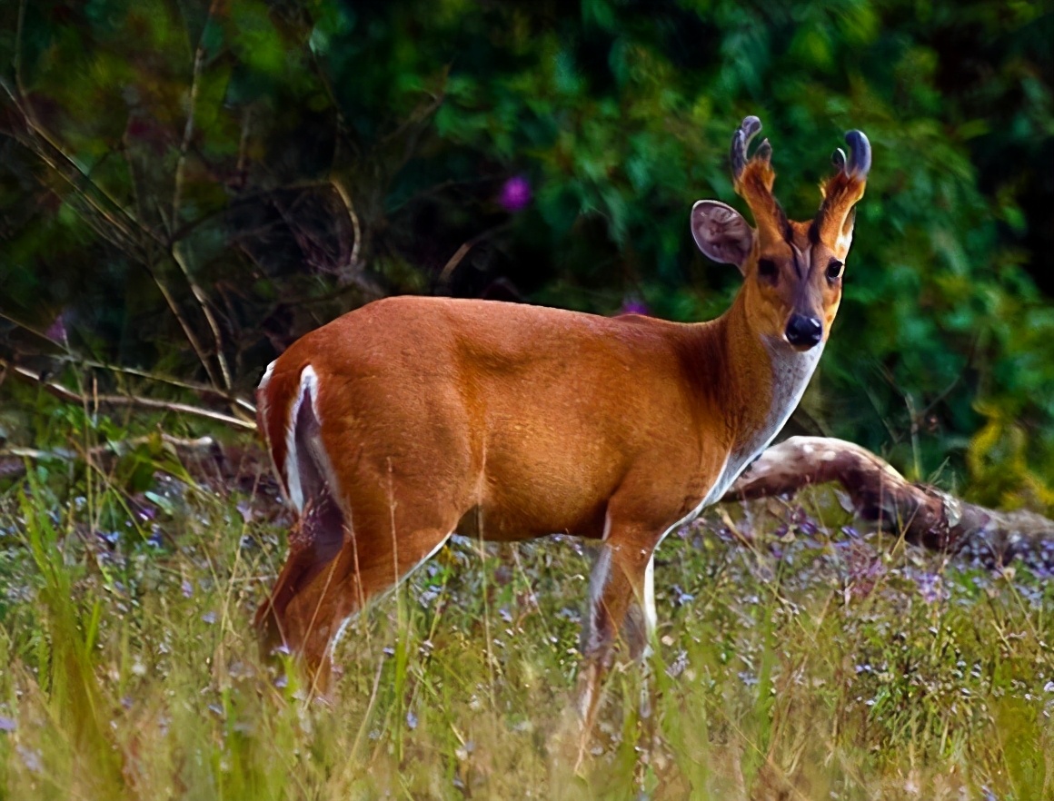秋冬麂皮绒,麂皮绒百搭
