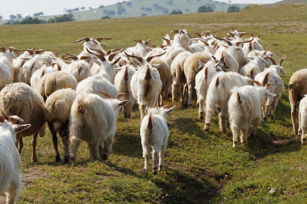 视诊：5种方法直接看出羊是否健康