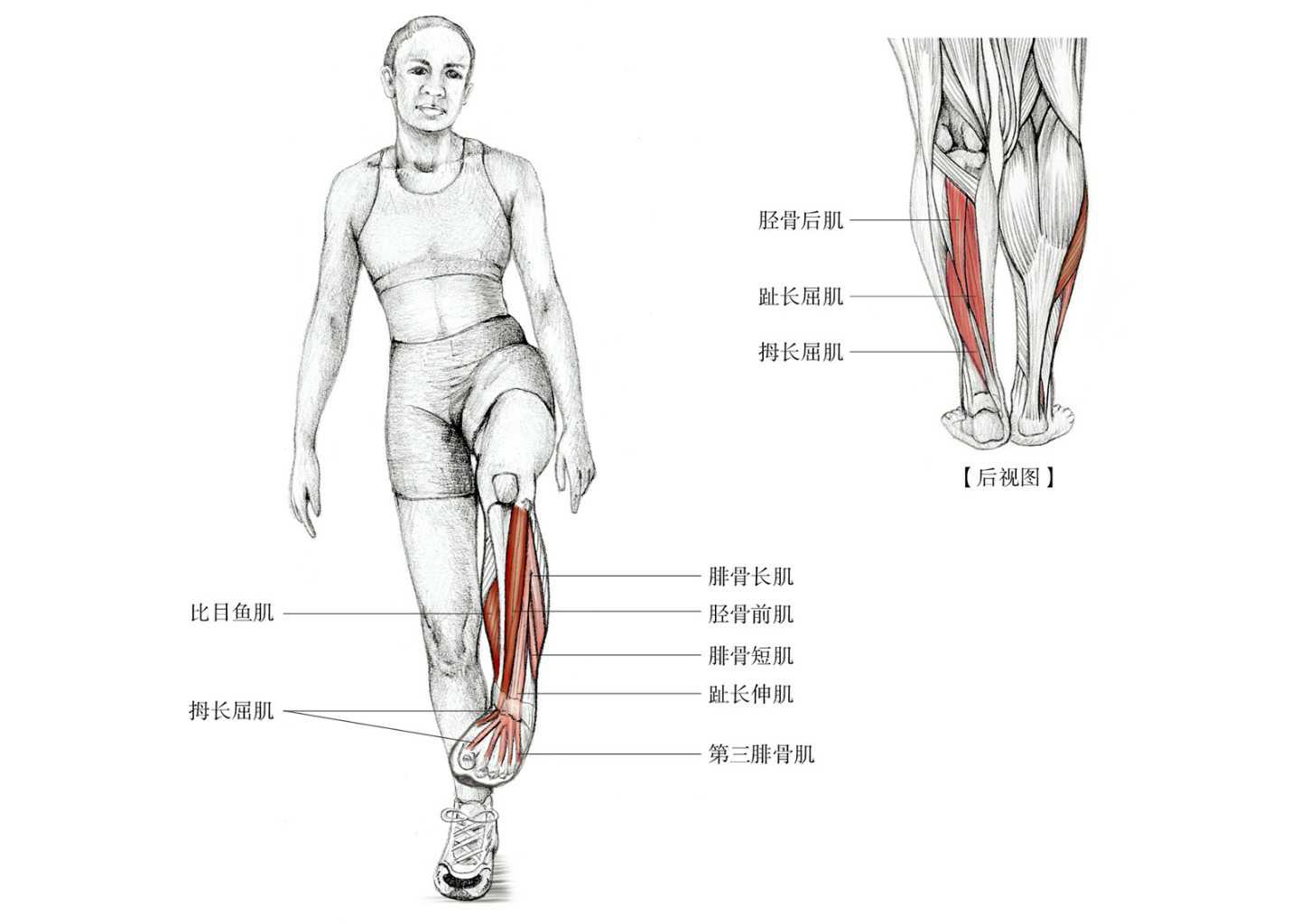 怎么判断脚踝崴脚还是扭伤,崴脚之后怎么恢复脚踝力量