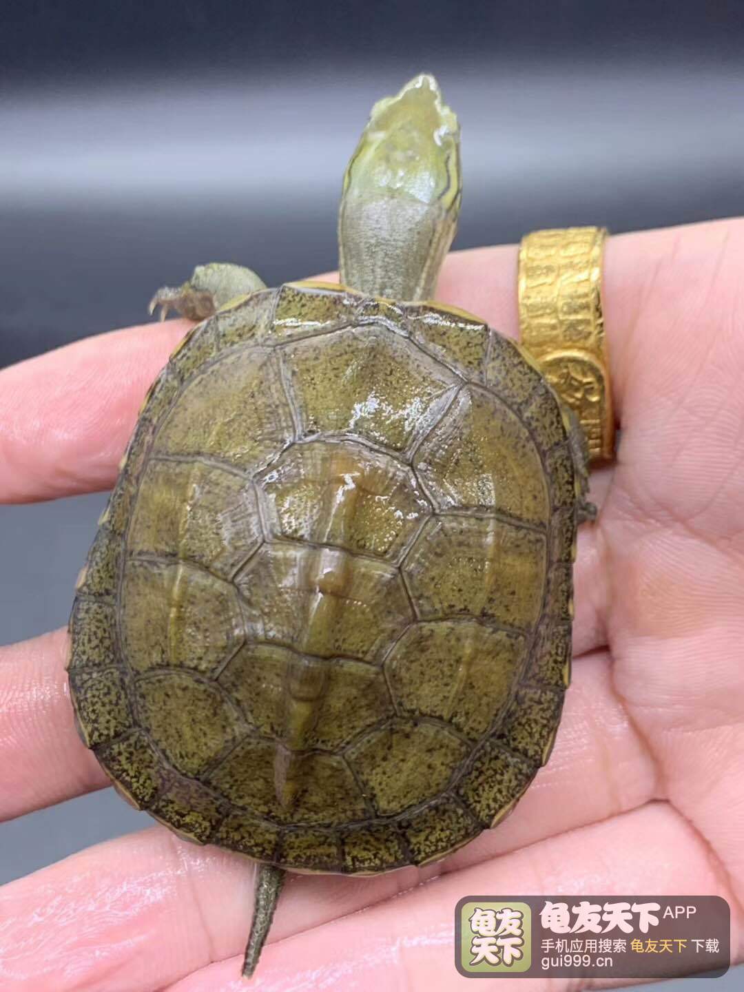 杂交龟种,杂交龟种图片大全