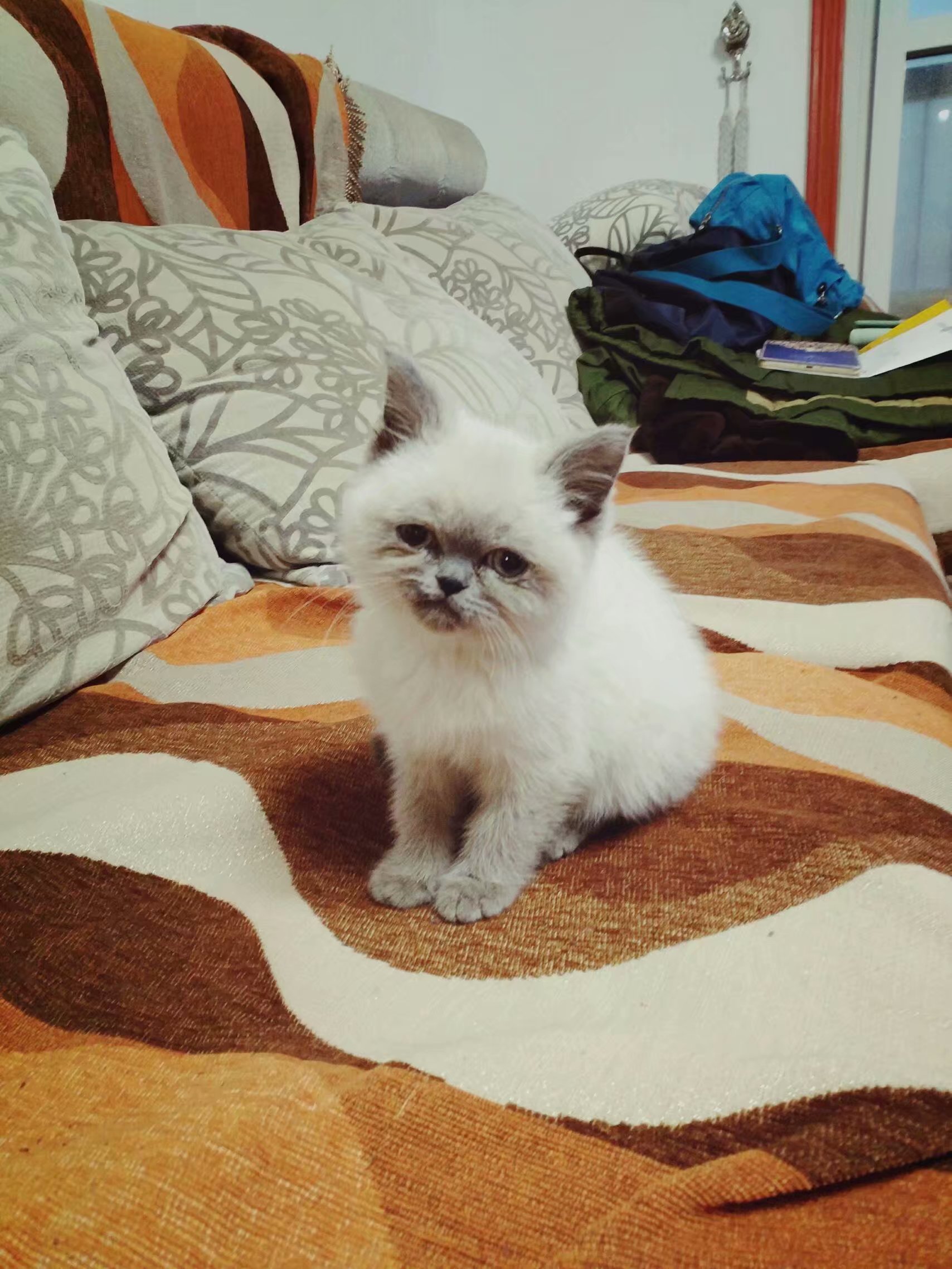 一只困到睁不开眼的喵星人,一只喵星人的成长史一口气看完