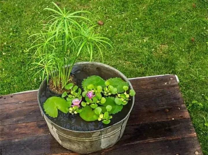 废桶旧盆里添水种花，10分钟成水景，细水长流富贵一生