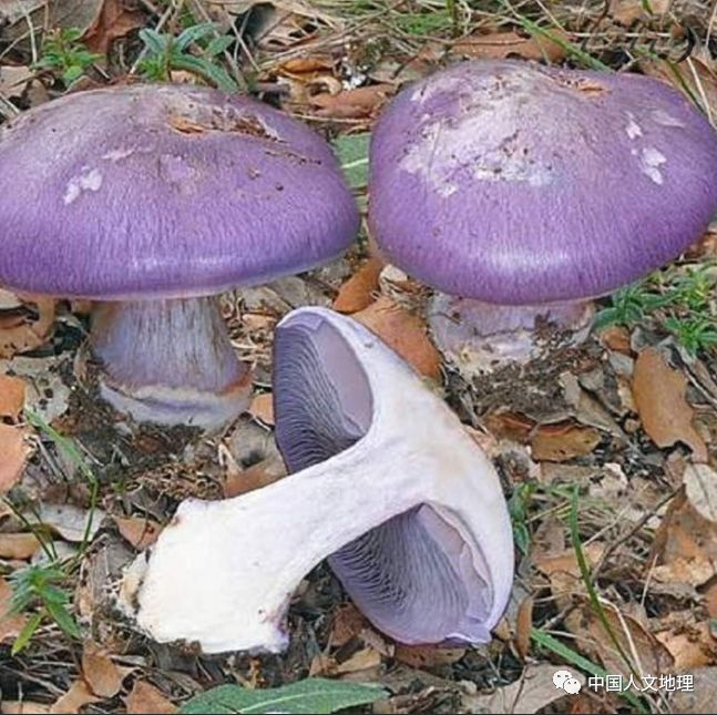 摄影彩色蘑菇,摄影师拍摄迷你蘑菇