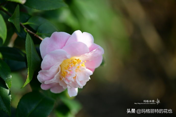 过年买点花,过年了买点什么花草