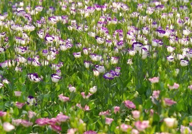 看到花的时候，不知是什么花？那就收下这份百花图谱