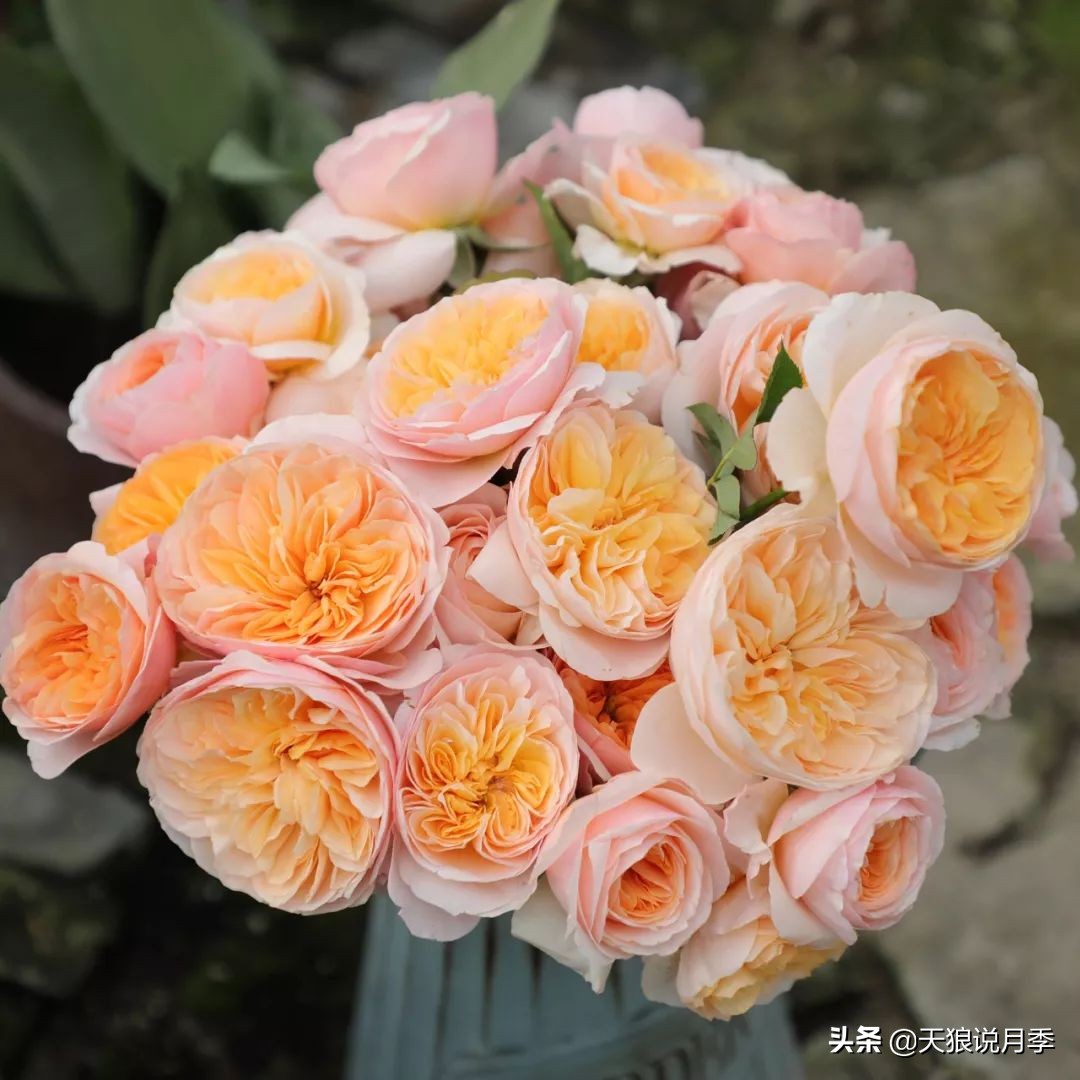 4月最浪漫的一次花开，是171个低价月季小苗带来的巅峰时刻！