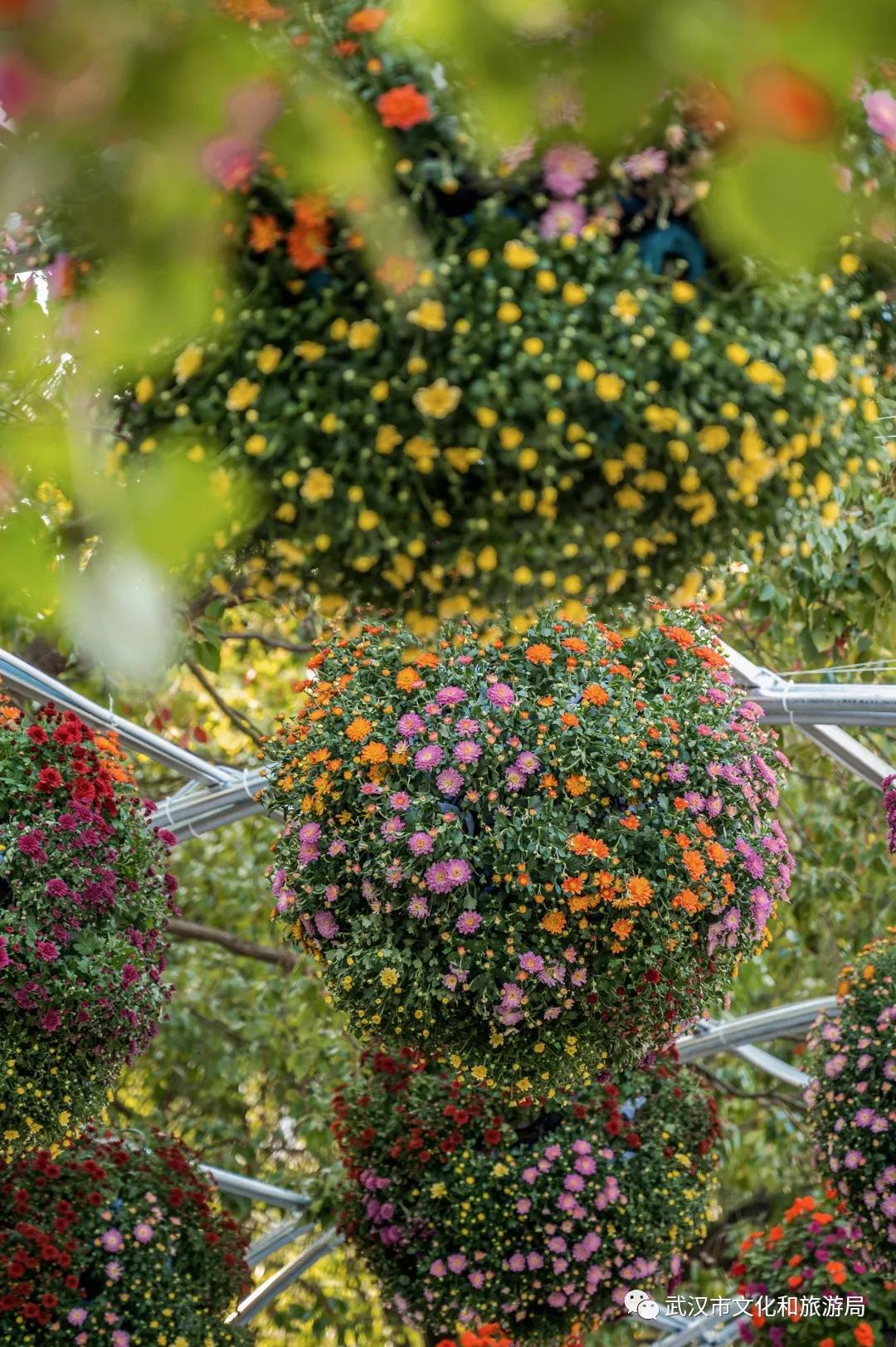 鏉ユ睙婊╄祻鑿婅姳,鑿婅姳鐑傛极