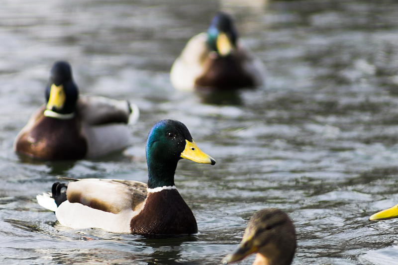 鸭瘫痪喂什么药呢,鸭瘫痪的症状是什么